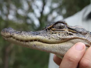 Australian Reptile Park