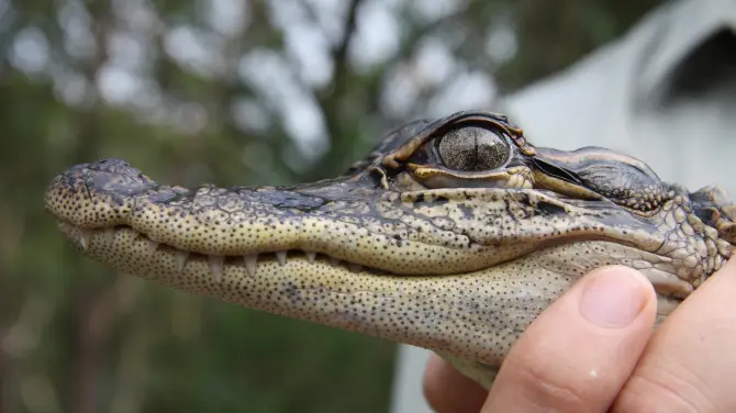 3_Australian Reptile Park