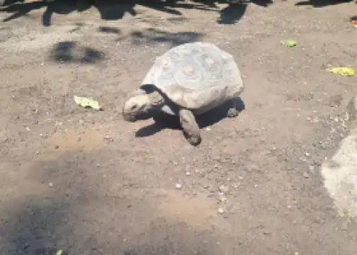 Hidden Mini Zoo Bali