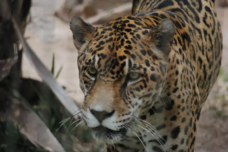 3_Abilene Zoo
