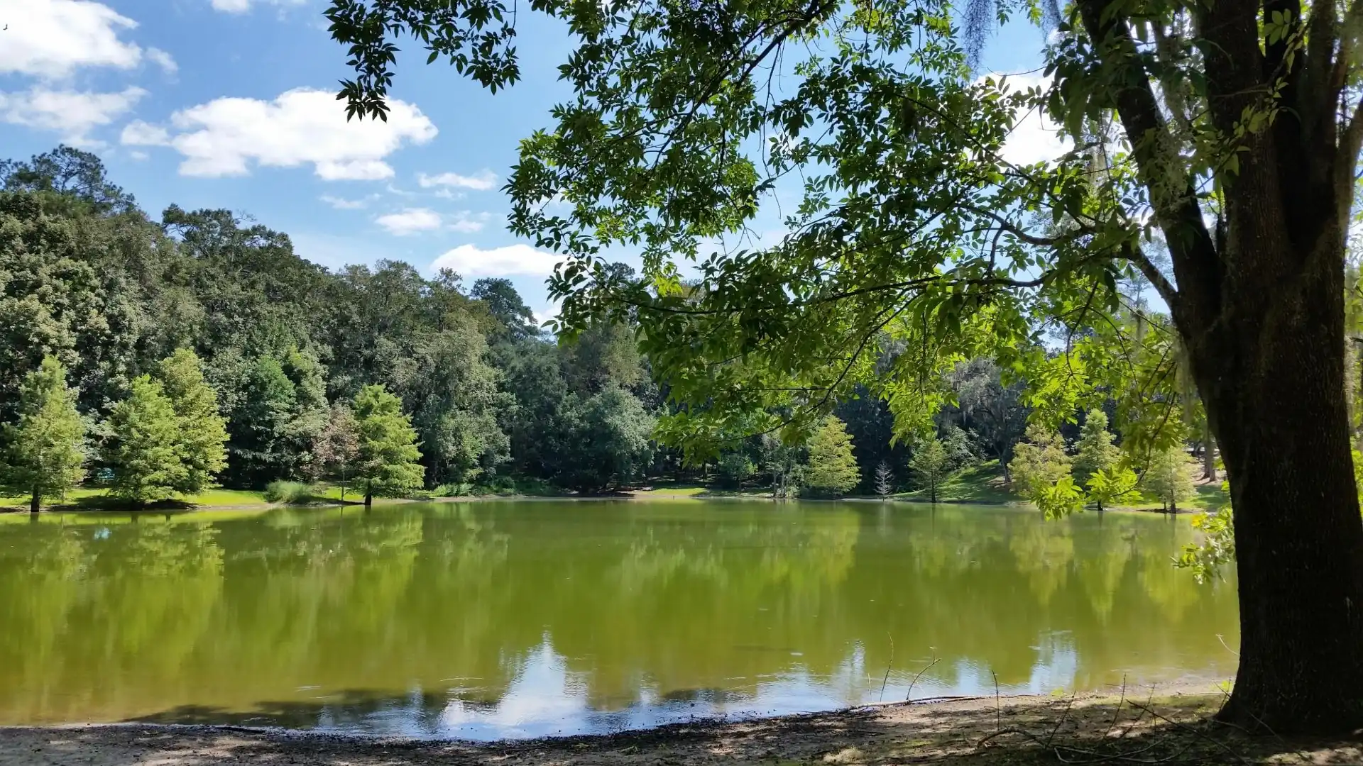 Hoteles cerca de Lake Ella & Fred Drake Park