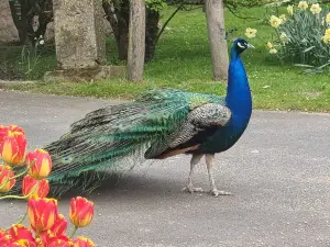 Vogelpark Heiligenkirchen