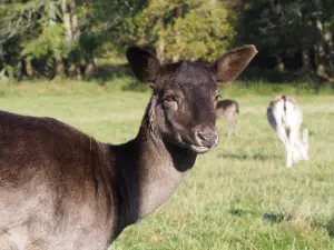 Wildfreigehege Wildenburg