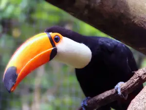 Parc des Mamelles, le Zoo de Guadeloupe