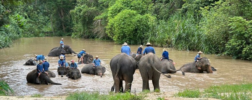 Thai Elephant Conservation Center