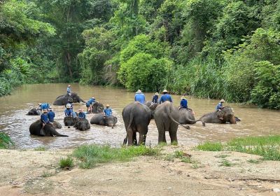 Thai Elephant Conservation Center