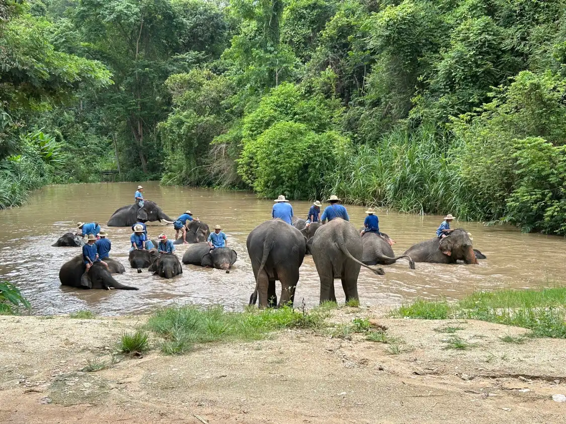 Hotels near Thai Elephant Conservation Center