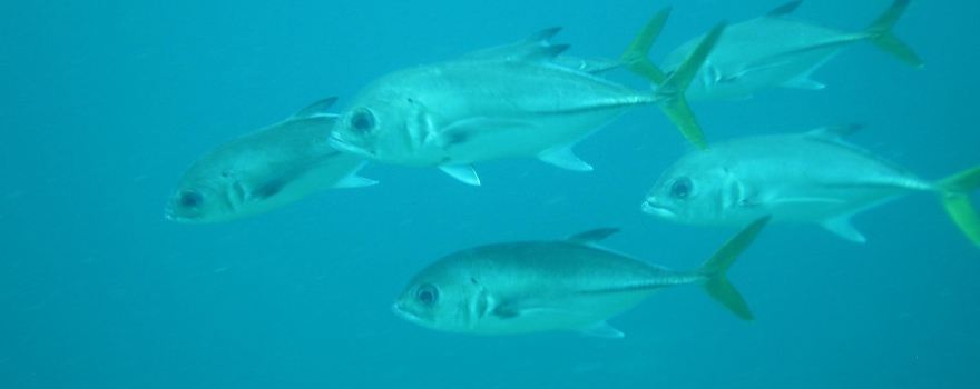 St. Thomas Dive Center