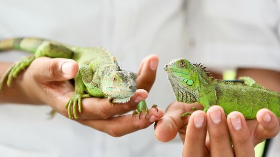 Green Iguana Conservation Project