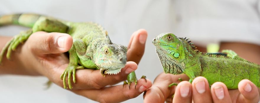 Green Iguana Conservation Project