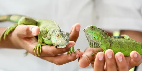 Green Iguana Conservation Project