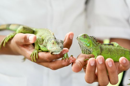Green Iguana Conservation Project