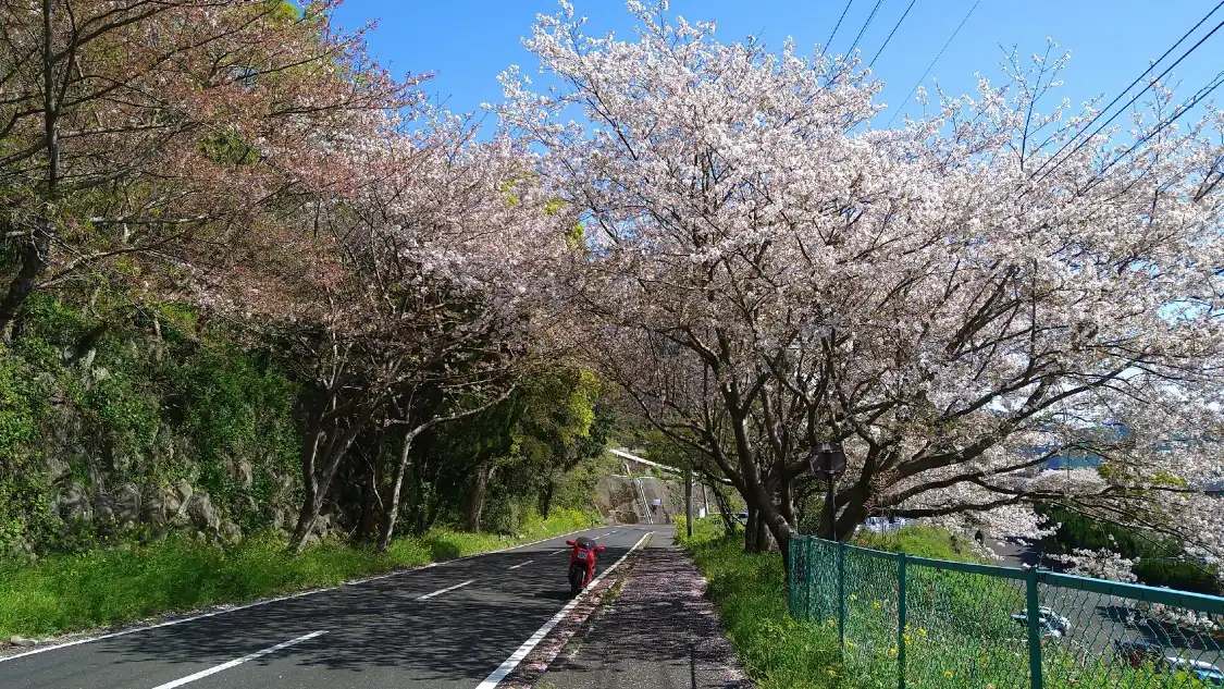 Hotels near Cherry Blossom Trees along Yunoko Beach Road