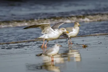 Sankt Peter Ording Beach