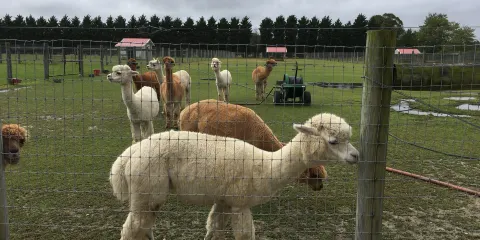 Silver Fox Farm Alpacas