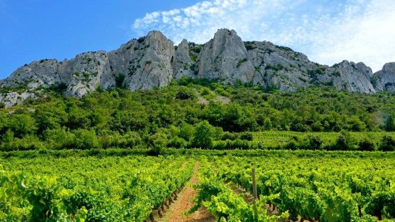 Dentelles de Montmirail
