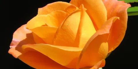 Cross Estate Gardens