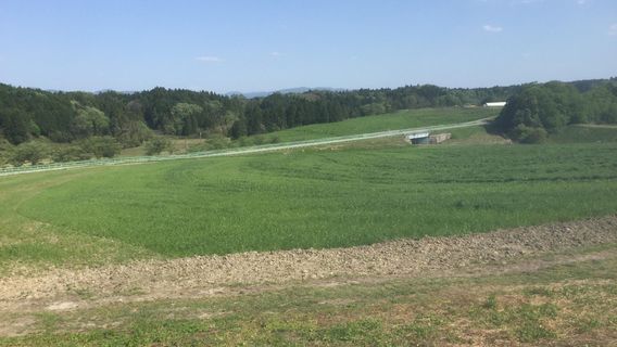 Koka