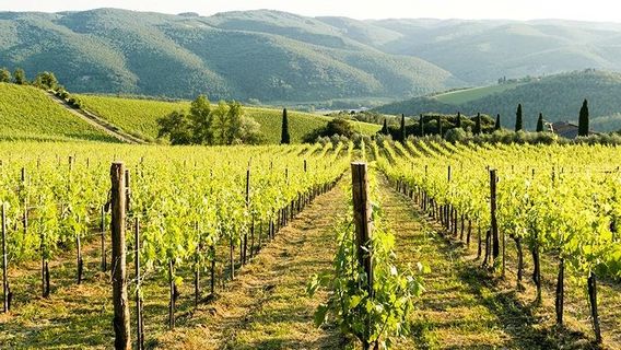 Fattoria di Montemaggio