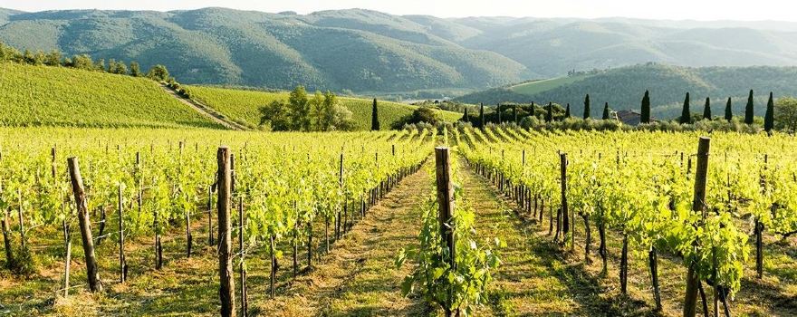 Fattoria di Montemaggio
