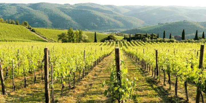 Fattoria di Montemaggio