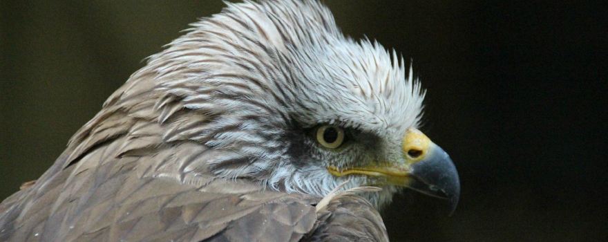 Falknerei Bergisch Land