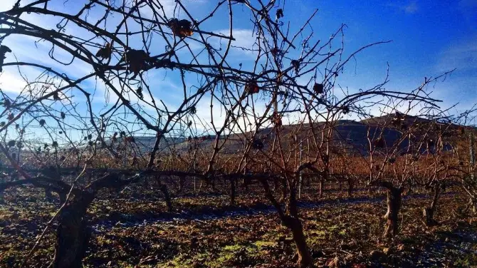 4_Bodega Sarmentero