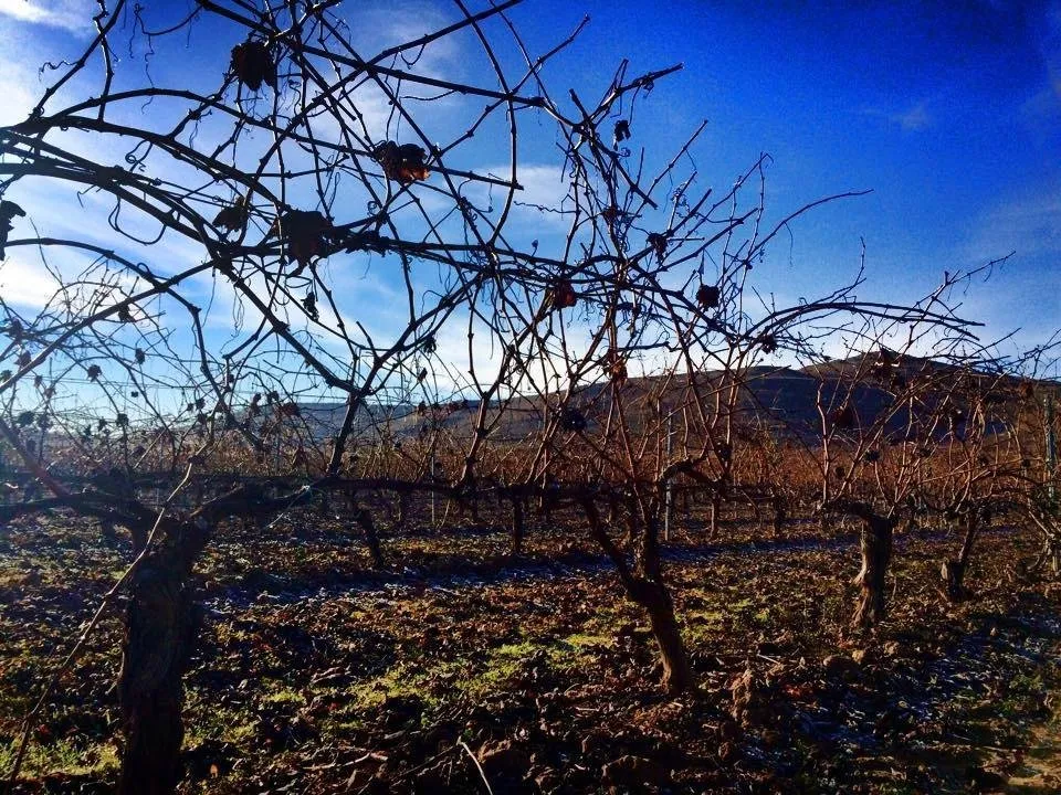 4_Bodega Sarmentero