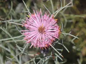 Badgingarra National Park