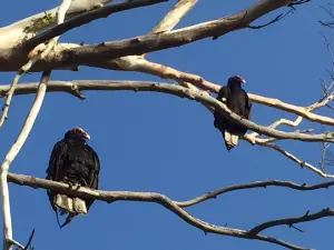 Carpinteria Bluffs Nature Preserve