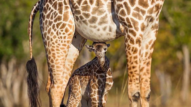 Moorland Safari and Trekking