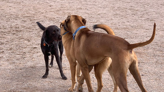 Las Cruces Dog Park