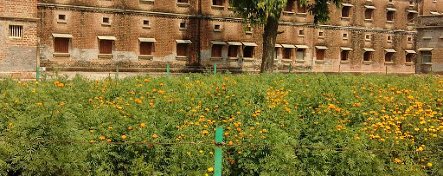 SM College Field