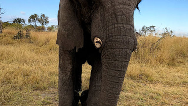 Living With Elephants, Sanctionary Retreats