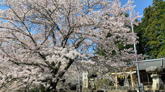 Ruriji Weeping Cherry Tree (Shidarezakura)