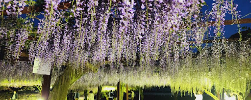 Wake Town Wisteria Park
