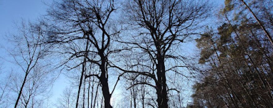 Ritterstein "Drei Linden"