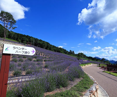 Lavender Park Taka