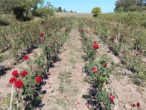 Vivero Quebracho