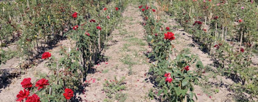Vivero Quebracho