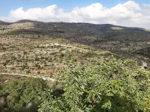 Palestine Tower Cinema