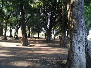 Los Mangos Park