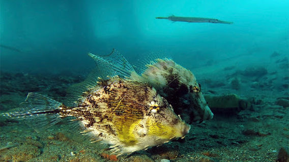 AMBON BLUE ROSE DIVERS