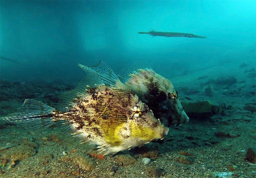 AMBON BLUE ROSE DIVERS