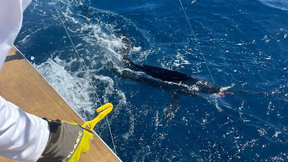 Papagayo Fishing Charters