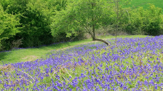 Old Oswestry Hill Fort