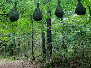 Sente aux Cochons