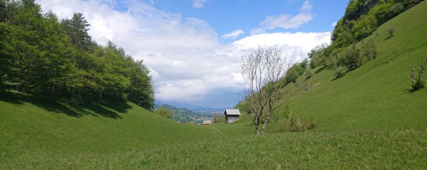 Ellholz