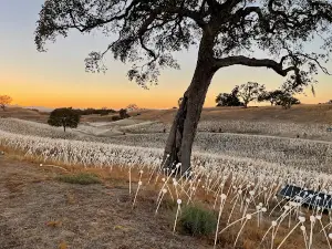Field of Light