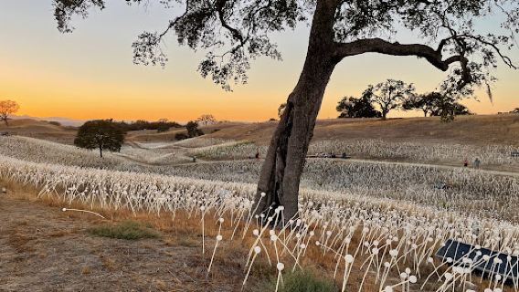 Field of Light